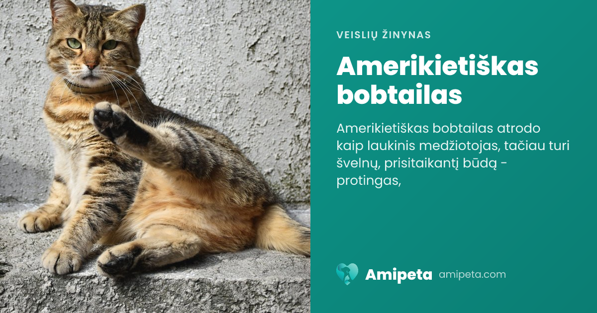 Amerikietiškas bobtailas – veislės aprašymas | Amipeta