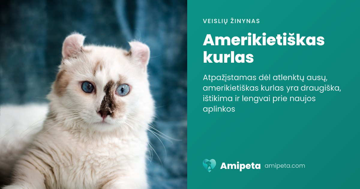 Amerikietiškas kurlas – veislės aprašymas | Amipeta