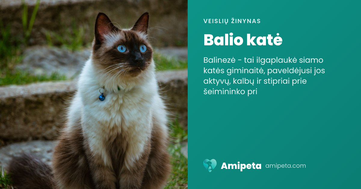 Balio katė – veislės aprašymas | Amipeta