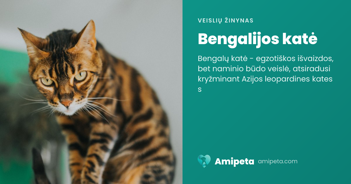 Bengalijos katė – veislės aprašymas | Amipeta