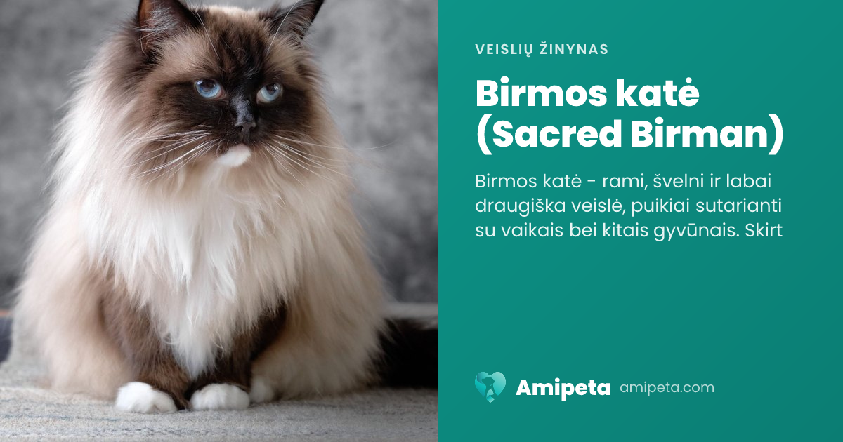 Birmos katė (Sacred Birman) – veislės aprašymas | Amipeta