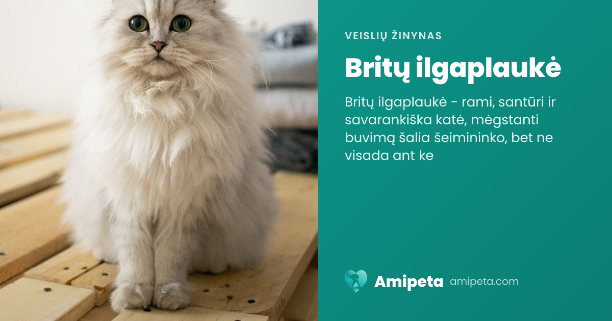 Britų ilgaplaukė – veislės aprašymas | Amipeta