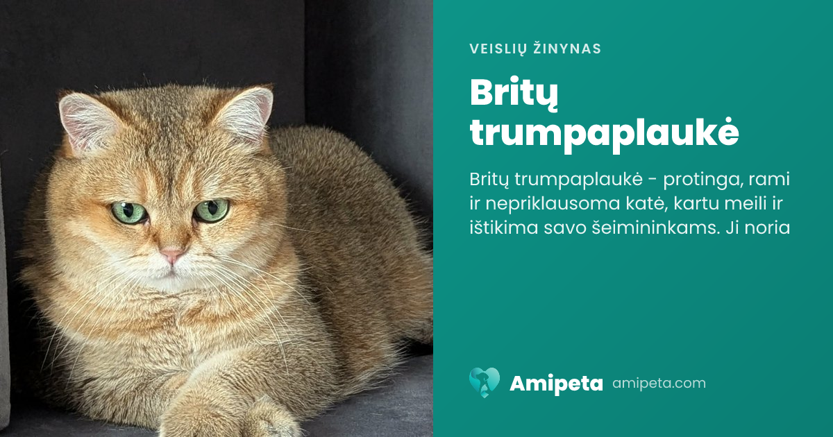 Britų trumpaplaukė – veislės aprašymas | Amipeta