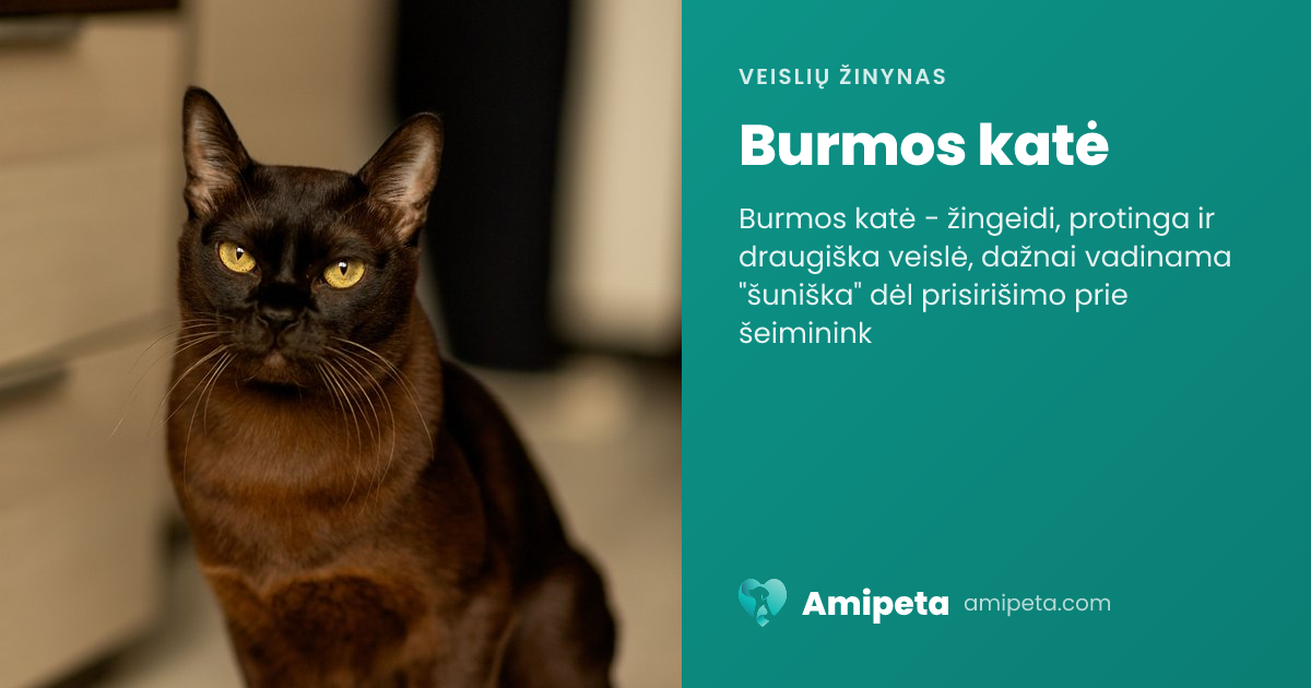 Burmos katė – veislės aprašymas | Amipeta