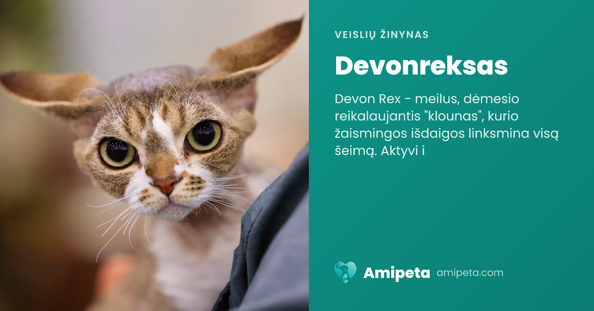 Devonreksas – veislės aprašymas | Amipeta