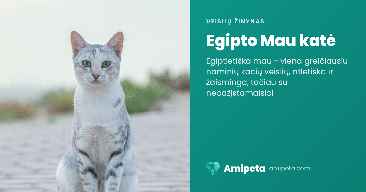 Egipto Mau katė – veislės aprašymas | Amipeta