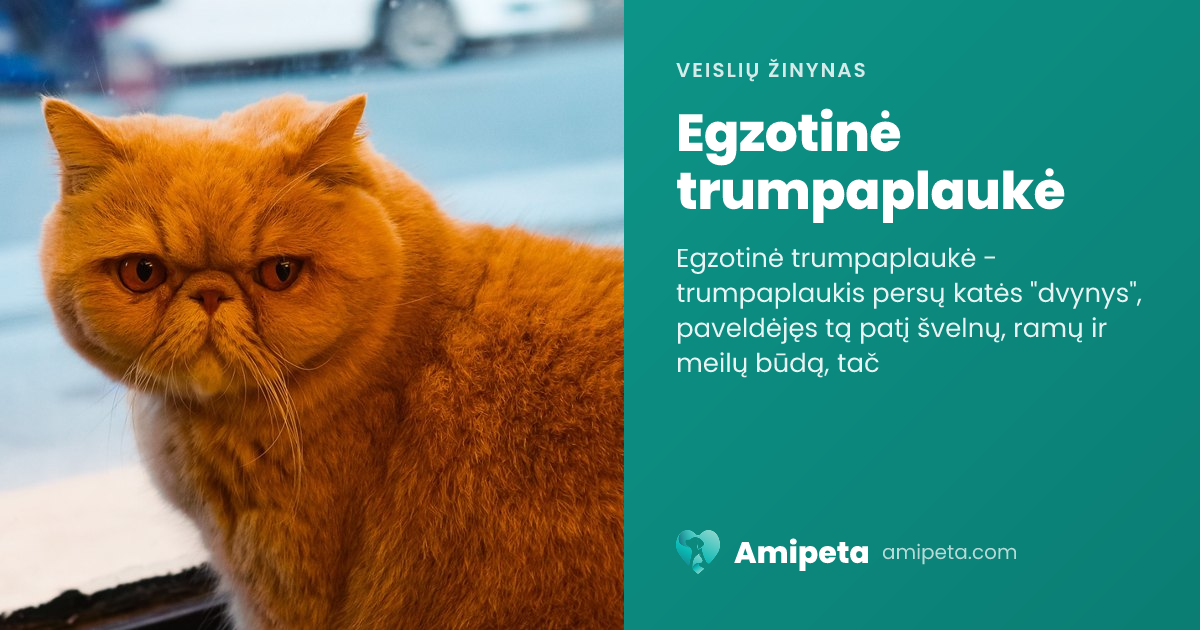 Egzotinė trumpaplaukė – veislės aprašymas | Amipeta