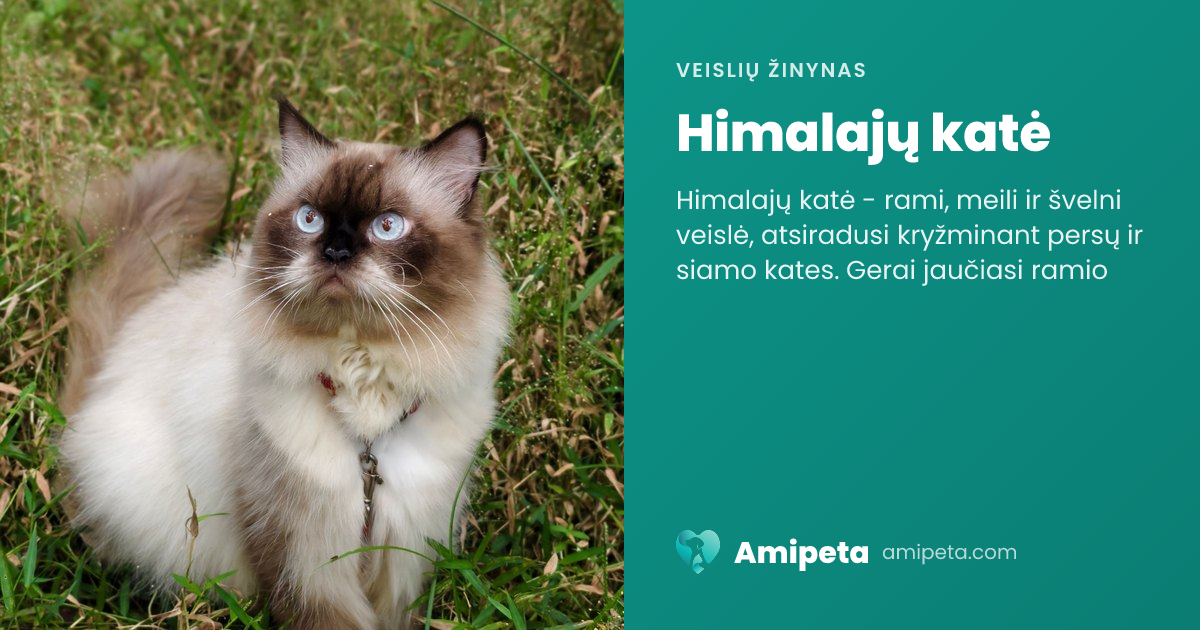 Himalajų katė – veislės aprašymas | Amipeta