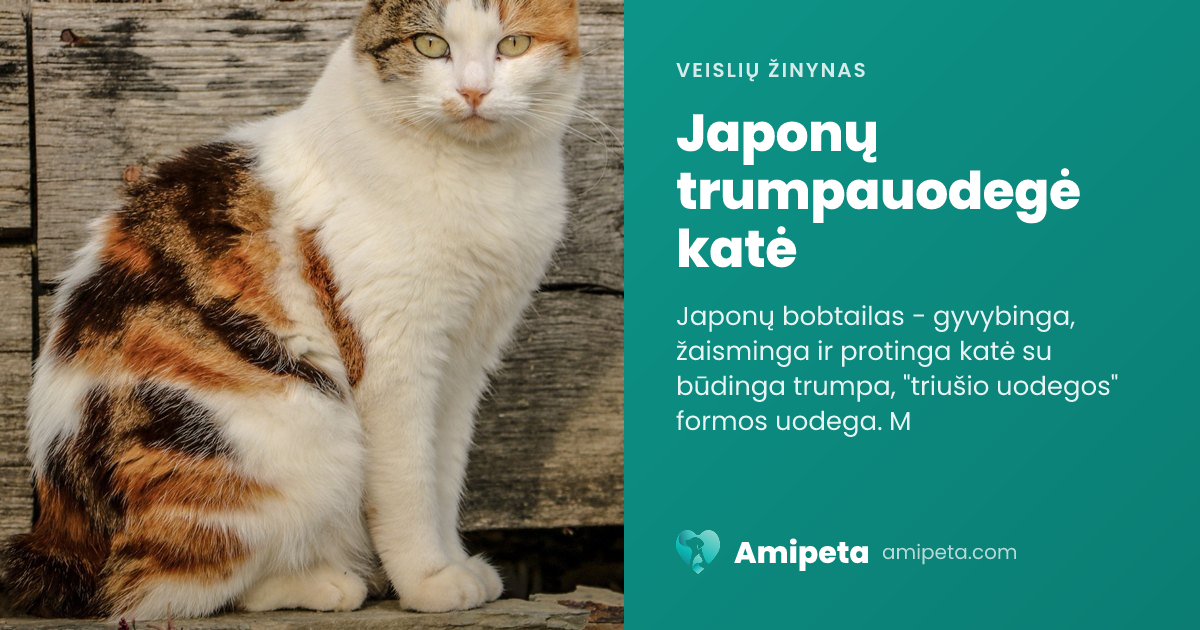 Japonų trumpauodegė katė – veislės aprašymas | Amipeta
