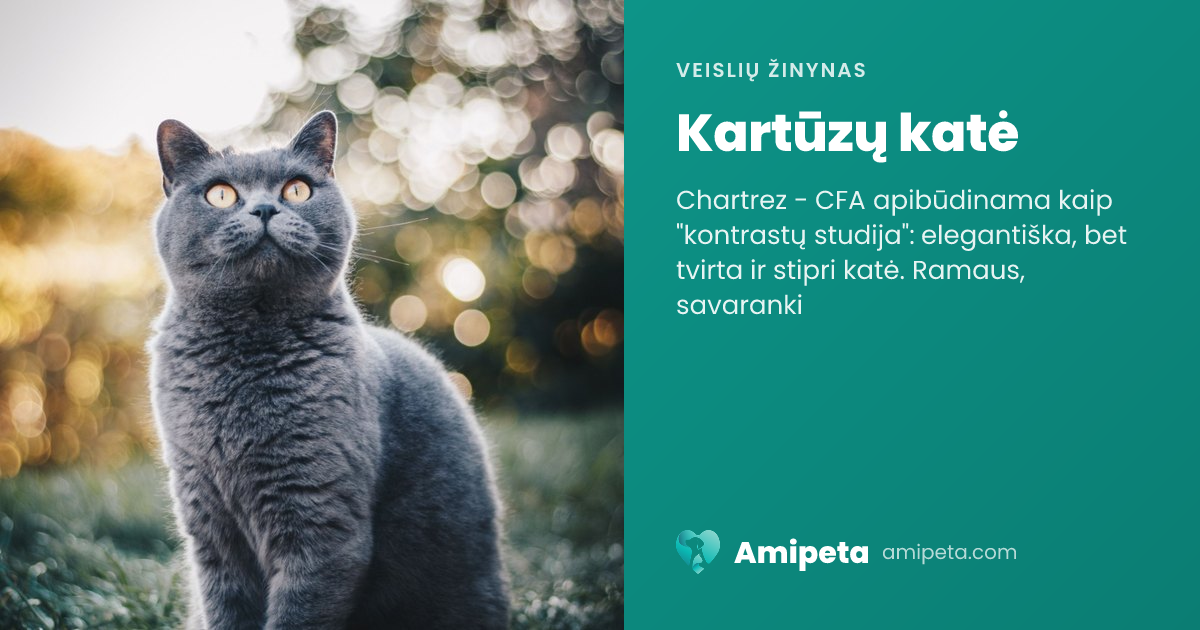 Kartūzų katė – veislės aprašymas | Amipeta