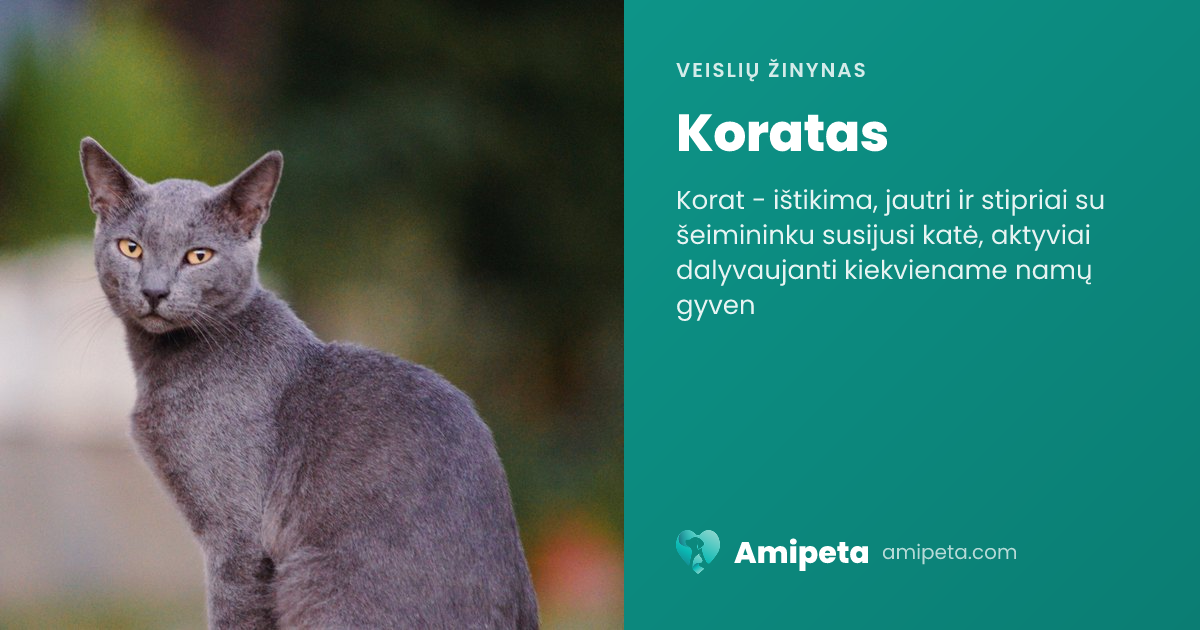 Koratas – veislės aprašymas | Amipeta