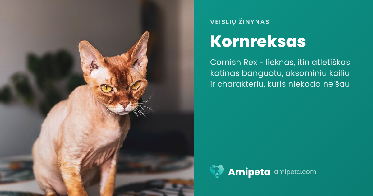 Kornreksas – veislės aprašymas | Amipeta