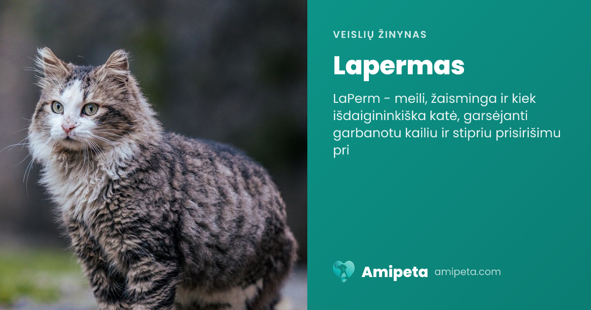 Lapermas – veislės aprašymas | Amipeta