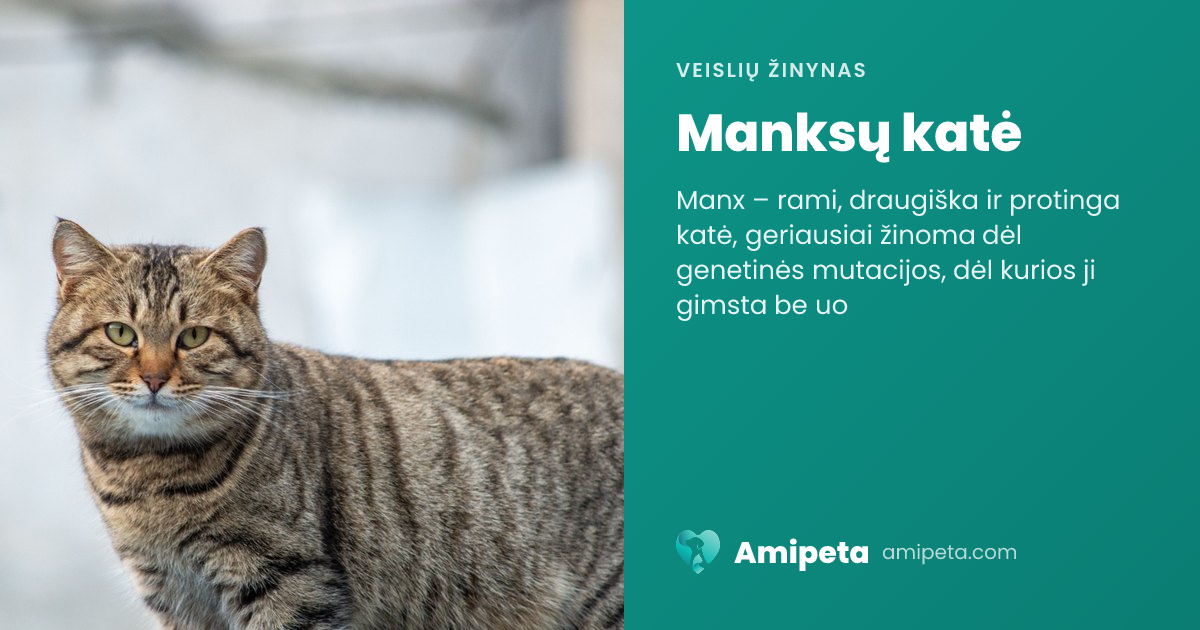 Manksų katė – veislės aprašymas | Amipeta