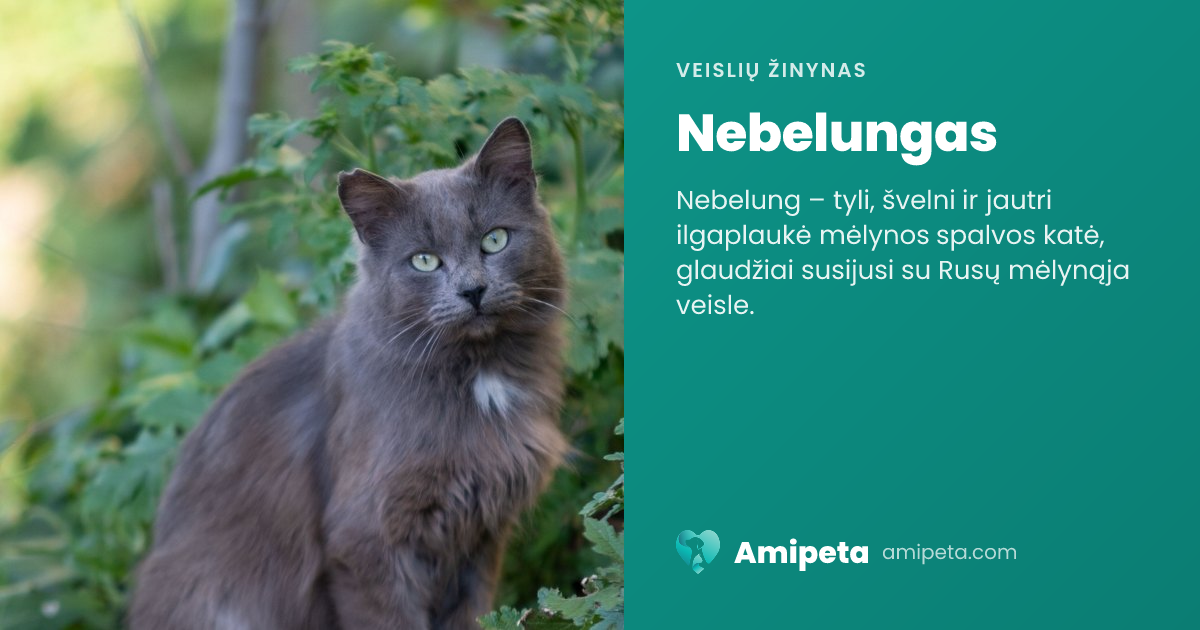Nebelungas – veislės aprašymas | Amipeta