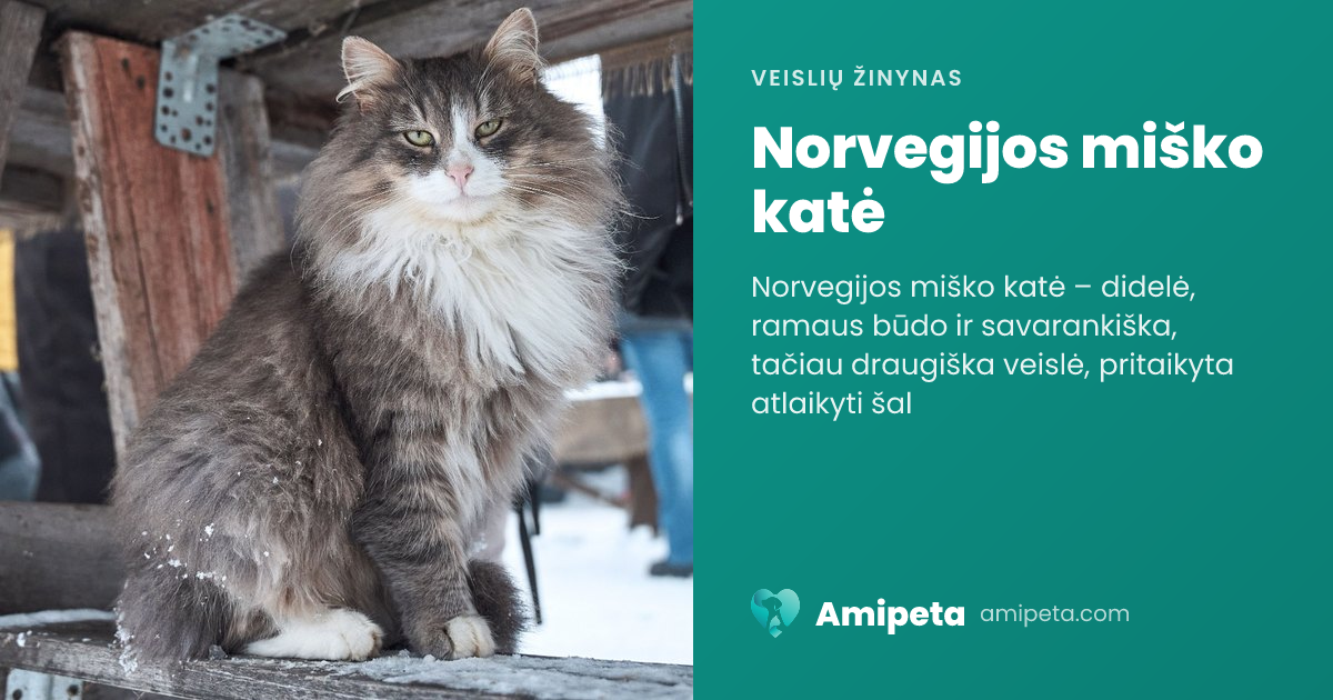 Norvegijos miško katė – veislės aprašymas | Amipeta
