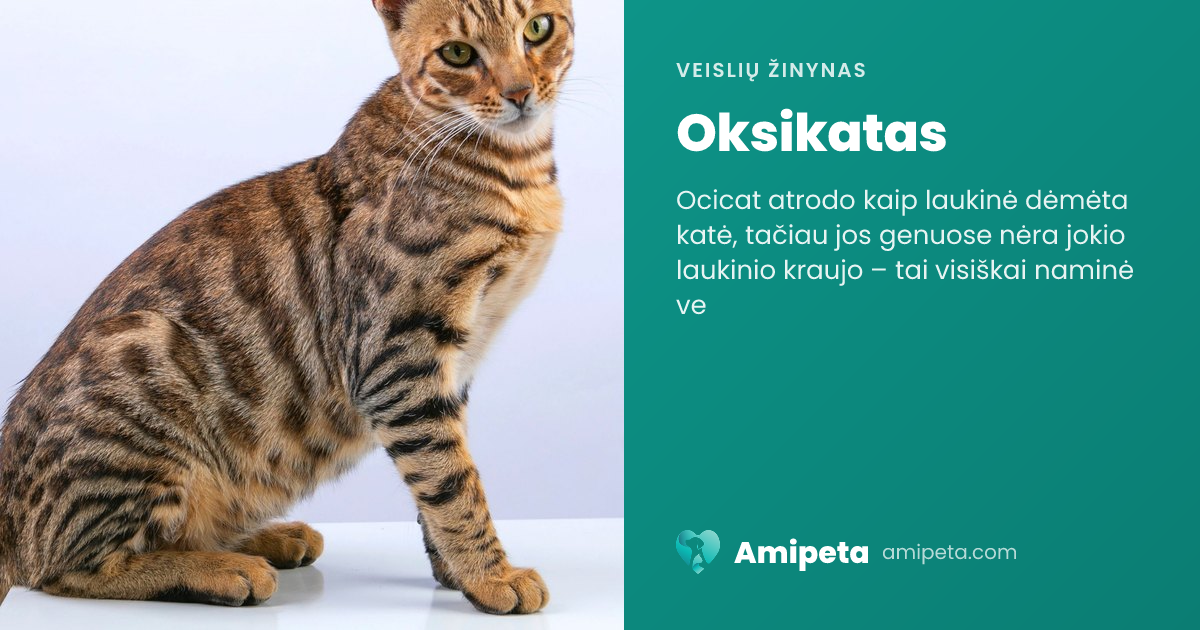 Oksikatas – veislės aprašymas | Amipeta