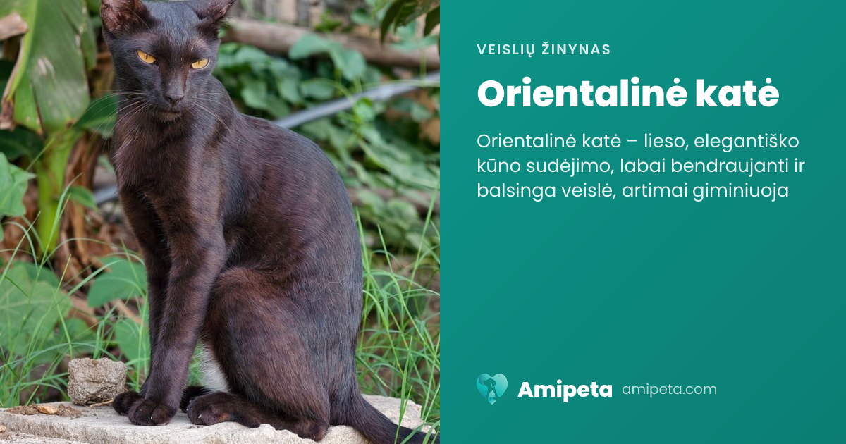 Orientalinė katė – veislės aprašymas | Amipeta