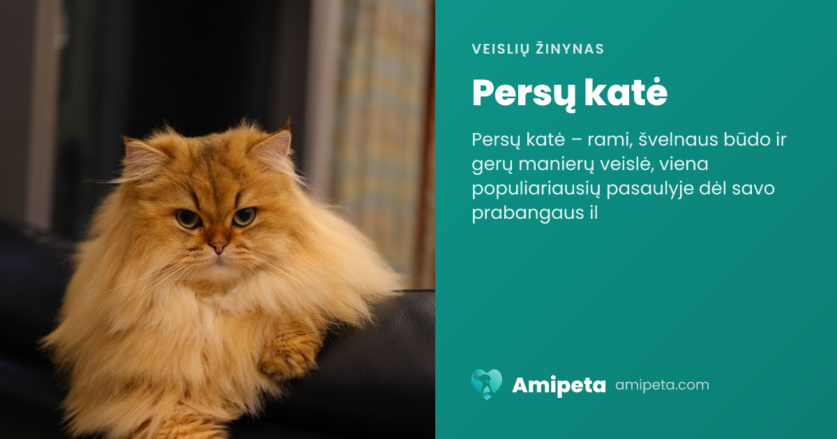 Persų katė – veislės aprašymas | Amipeta
