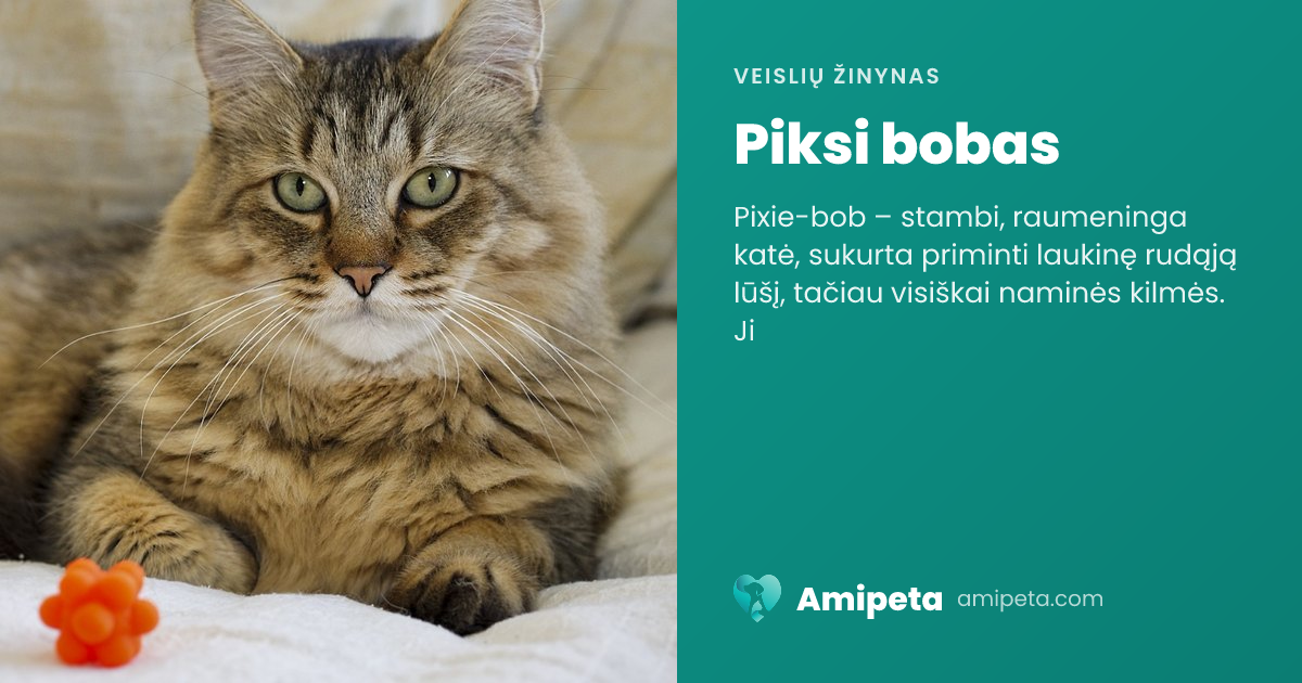 Piksi bobas – veislės aprašymas | Amipeta