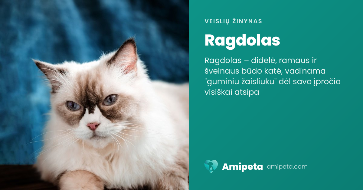 Ragdolas – veislės aprašymas | Amipeta