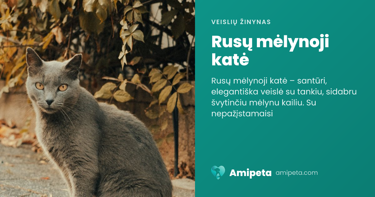 Rusų mėlynoji katė – veislės aprašymas | Amipeta