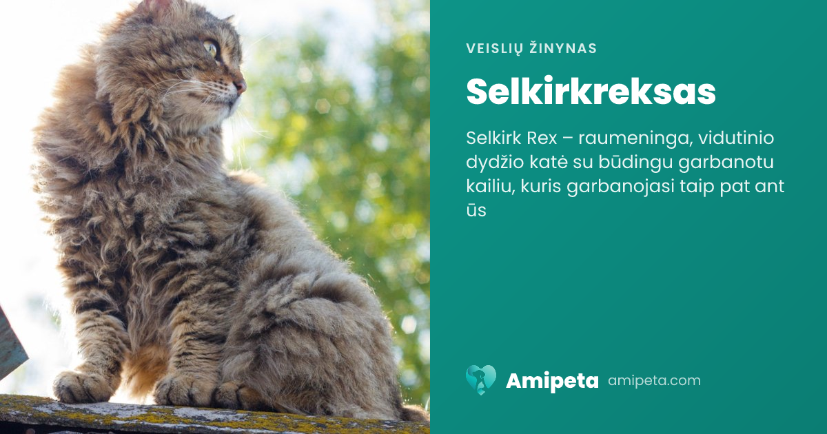 Selkirkreksas – veislės aprašymas | Amipeta