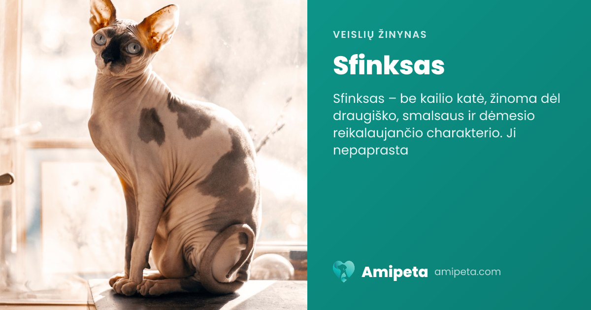 Sfinksas – veislės aprašymas | Amipeta