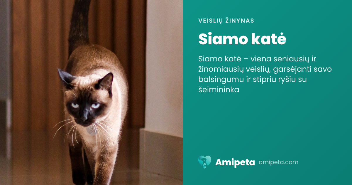 Siamo katė – veislės aprašymas | Amipeta