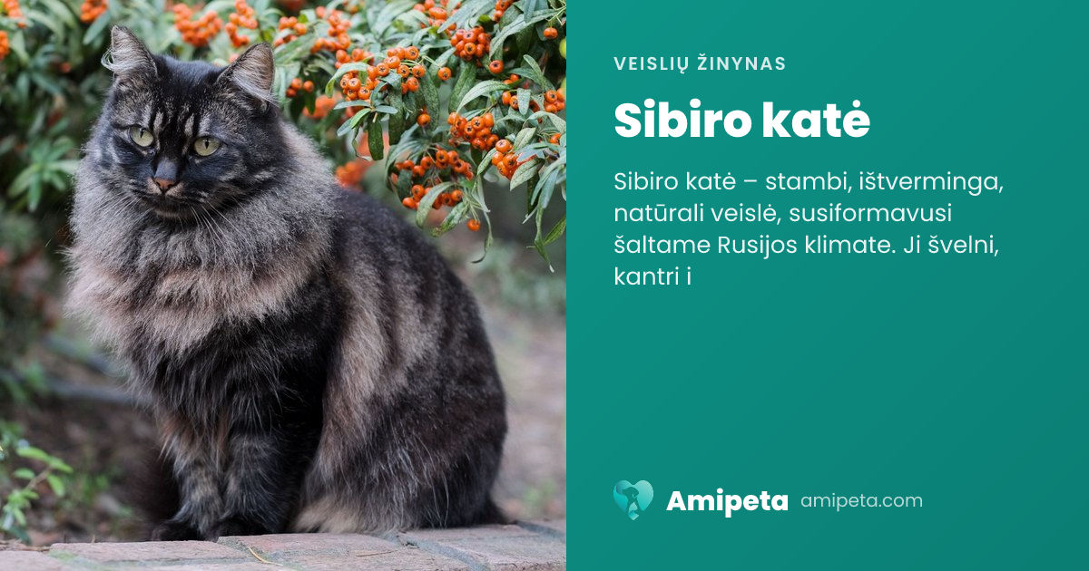 Sibiro katė – veislės aprašymas | Amipeta