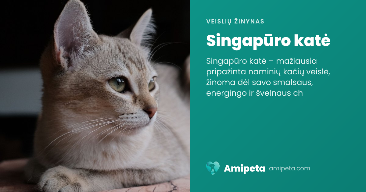 Singapūro katė – veislės aprašymas | Amipeta