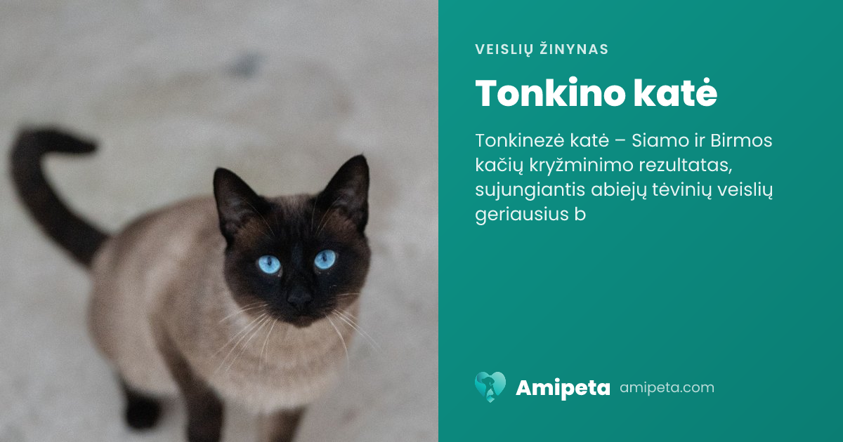 Tonkino katė – veislės aprašymas | Amipeta