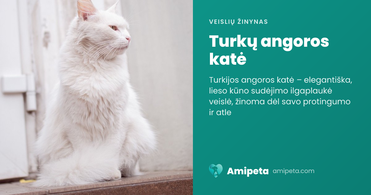 Turkų angoros katė – veislės aprašymas | Amipeta