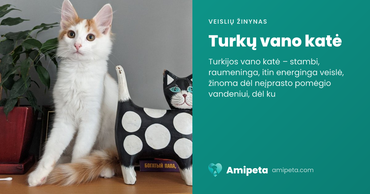 Turkų vano katė – veislės aprašymas | Amipeta