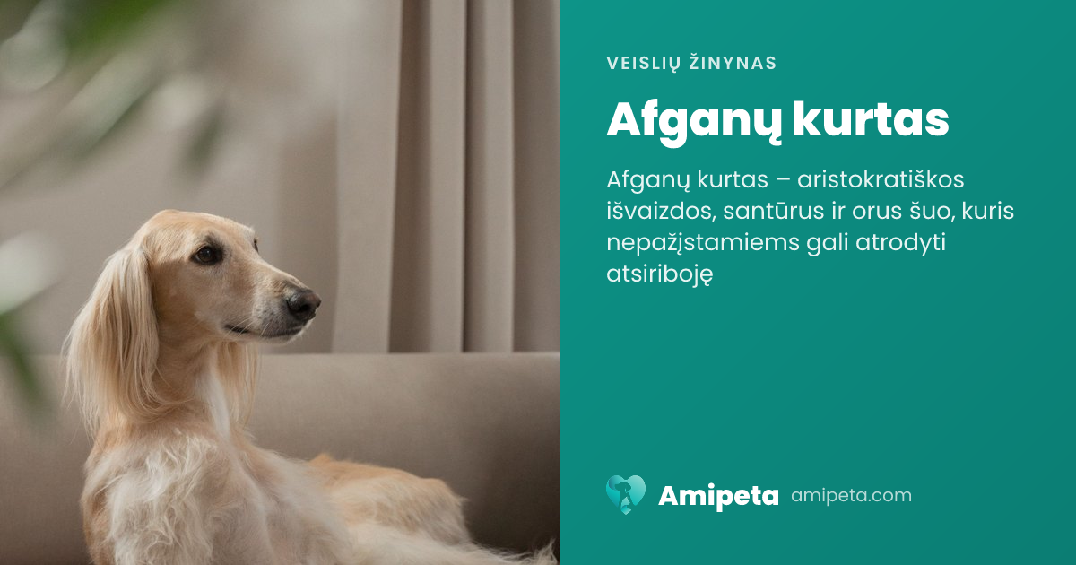 Afganų kurtas – veislės aprašymas | Amipeta