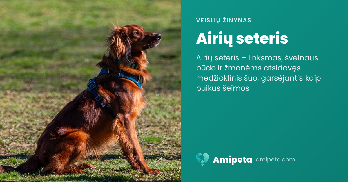 Airių seteris – veislės aprašymas | Amipeta