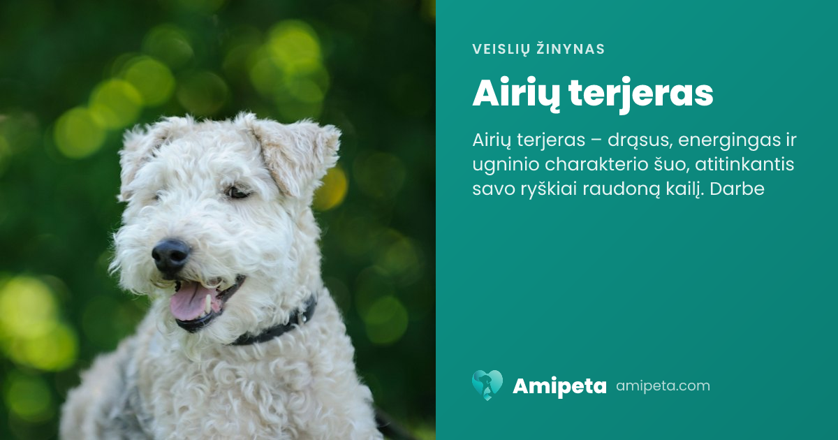 Airių terjeras – veislės aprašymas | Amipeta