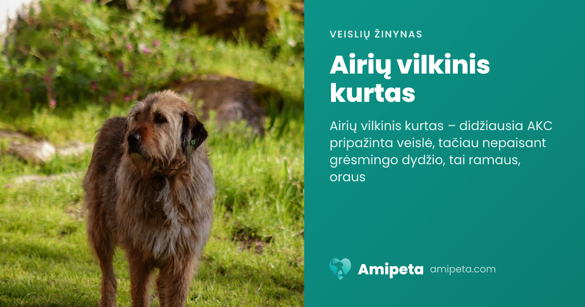 Airių vilkinis kurtas – veislės aprašymas | Amipeta