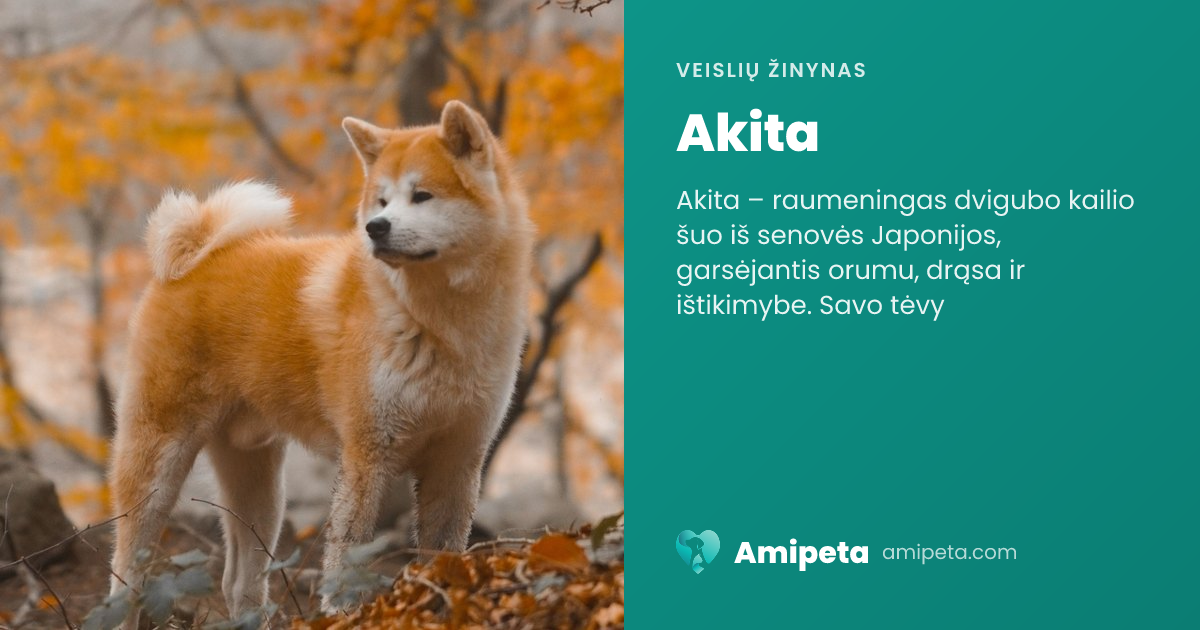 Akita – veislės aprašymas | Amipeta