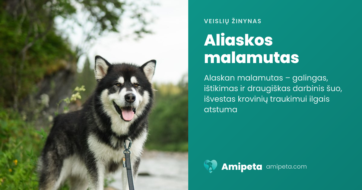Aliaskos malamutas – veislės aprašymas | Amipeta