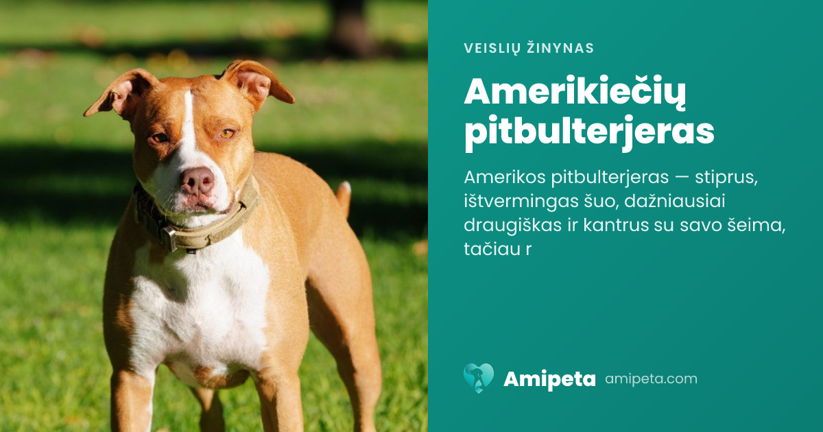 Amerikiečių pitbulterjeras – veislės aprašymas | Amipeta
