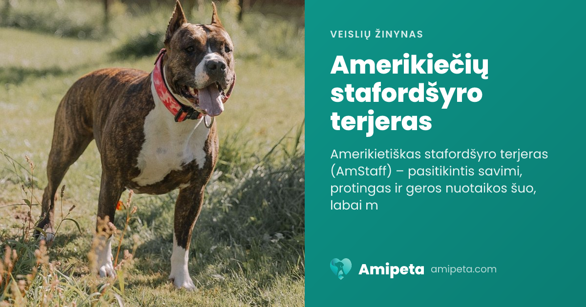 Amerikiečių stafordšyro terjeras – veislės aprašymas | Amipeta