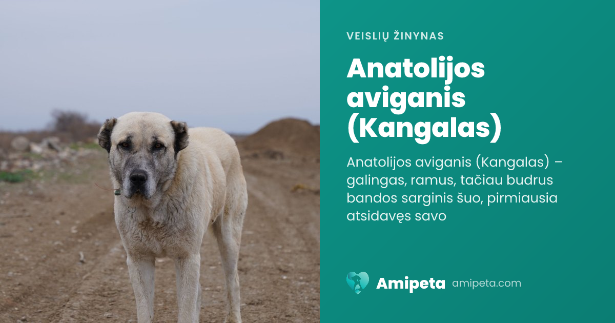 Anatolijos aviganis (Kangalas) – veislės aprašymas | Amipeta
