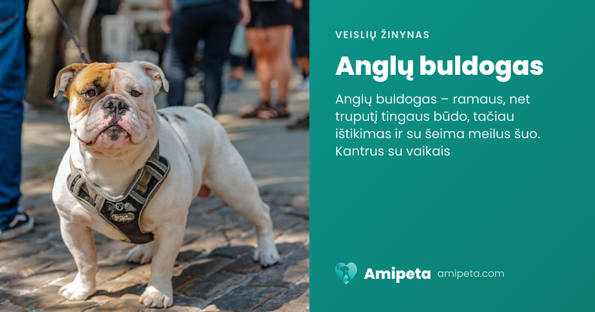 Anglų buldogas – veislės aprašymas | Amipeta
