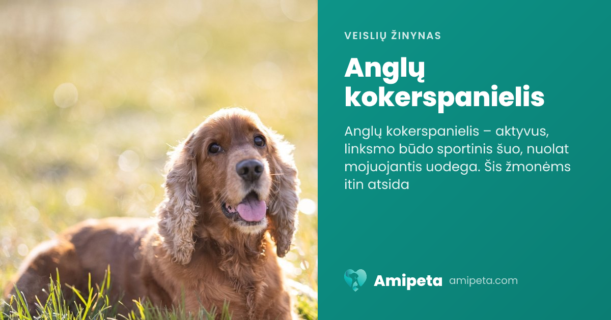 Anglų kokerspanielis – veislės aprašymas | Amipeta