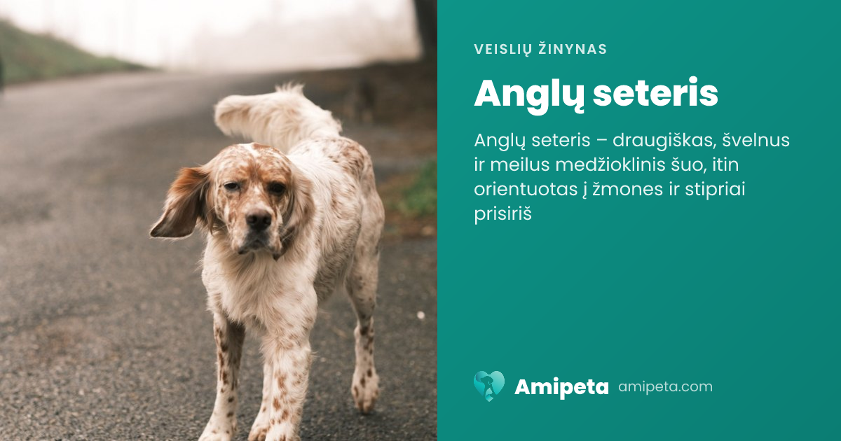 Anglų seteris – veislės aprašymas | Amipeta