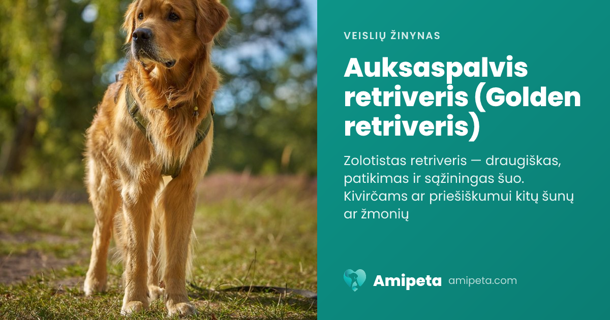 Auksaspalvis retriveris (Golden retriveris) – veislės aprašymas | Amipeta