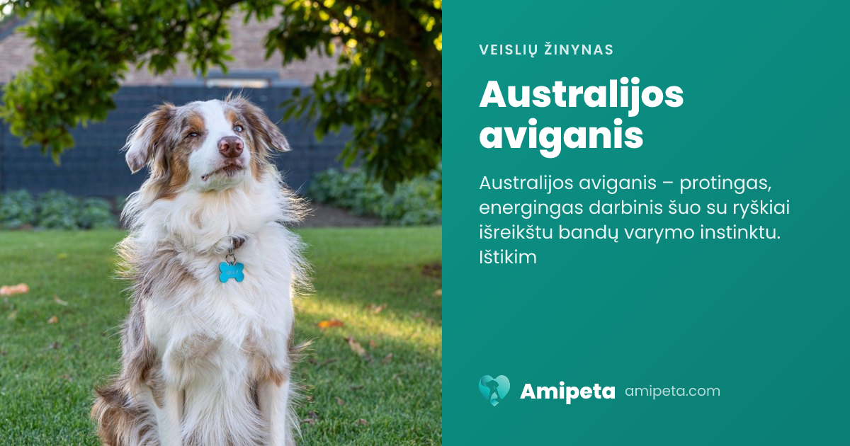 Australijos aviganis – veislės aprašymas | Amipeta