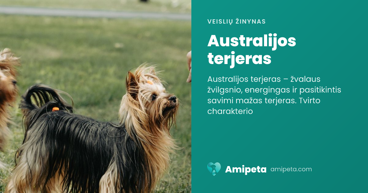 Australijos terjeras – veislės aprašymas | Amipeta