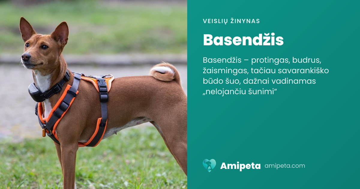 Basendžis – veislės aprašymas | Amipeta